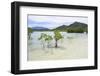 Young and Mature Mangrove Trees-Fadil Aziz/Alcibbum Photography-Framed Photographic Print