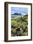 Young Antarctic fur seal (Arctocephalus gazella), Prion Island, South Georgia, Antarctica, Polar Re-Michael Runkel-Framed Photographic Print