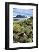 Young Antarctic fur seal (Arctocephalus gazella), Prion Island, South Georgia, Antarctica, Polar Re-Michael Runkel-Framed Photographic Print