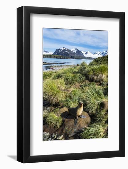 Young Antarctic fur seal (Arctocephalus gazella), Prion Island, South Georgia, Antarctica, Polar Re-Michael Runkel-Framed Photographic Print