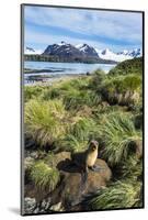 Young Antarctic fur seal (Arctocephalus gazella), Prion Island, South Georgia, Antarctica, Polar Re-Michael Runkel-Mounted Photographic Print