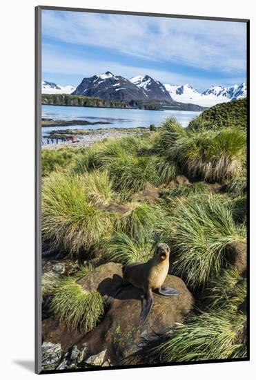 Young Antarctic fur seal (Arctocephalus gazella), Prion Island, South Georgia, Antarctica, Polar Re-Michael Runkel-Mounted Photographic Print