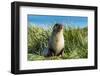 Young Antarctic fur seal (Arctocephalus gazella), Prion Island, South Georgia, Antarctica, Polar Re-Michael Runkel-Framed Photographic Print