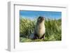 Young Antarctic fur seal (Arctocephalus gazella), Prion Island, South Georgia, Antarctica, Polar Re-Michael Runkel-Framed Photographic Print