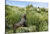 Young Antarctic fur seal (Arctocephalus gazella), Prion Island, South Georgia, Antarctica, Polar Re-Michael Runkel-Stretched Canvas