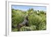 Young Antarctic fur seal (Arctocephalus gazella), Prion Island, South Georgia, Antarctica, Polar Re-Michael Runkel-Framed Photographic Print