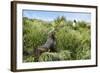 Young Antarctic fur seal (Arctocephalus gazella), Prion Island, South Georgia, Antarctica, Polar Re-Michael Runkel-Framed Photographic Print