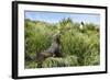 Young Antarctic fur seal (Arctocephalus gazella), Prion Island, South Georgia, Antarctica, Polar Re-Michael Runkel-Framed Photographic Print