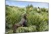 Young Antarctic fur seal (Arctocephalus gazella), Prion Island, South Georgia, Antarctica, Polar Re-Michael Runkel-Mounted Photographic Print