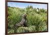 Young Antarctic fur seal (Arctocephalus gazella), Prion Island, South Georgia, Antarctica, Polar Re-Michael Runkel-Framed Photographic Print