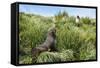 Young Antarctic fur seal (Arctocephalus gazella), Prion Island, South Georgia, Antarctica, Polar Re-Michael Runkel-Framed Stretched Canvas