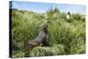 Young Antarctic fur seal (Arctocephalus gazella), Prion Island, South Georgia, Antarctica, Polar Re-Michael Runkel-Stretched Canvas