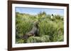 Young Antarctic fur seal (Arctocephalus gazella), Prion Island, South Georgia, Antarctica, Polar Re-Michael Runkel-Framed Photographic Print