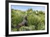 Young Antarctic fur seal (Arctocephalus gazella), Prion Island, South Georgia, Antarctica, Polar Re-Michael Runkel-Framed Photographic Print