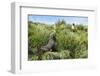 Young Antarctic fur seal (Arctocephalus gazella), Prion Island, South Georgia, Antarctica, Polar Re-Michael Runkel-Framed Photographic Print