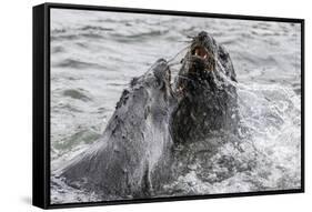 Young Antarctic Fur Seals (Arctocephalus Gazella) Mock Fighting in Grytviken Harbor, South Georgia-Michael Nolan-Framed Stretched Canvas