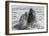 Young Antarctic Fur Seals (Arctocephalus Gazella) Mock Fighting in Grytviken Harbor, South Georgia-Michael Nolan-Framed Photographic Print