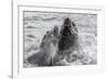 Young Antarctic Fur Seals (Arctocephalus Gazella) Mock Fighting in Grytviken Harbor, South Georgia-Michael Nolan-Framed Photographic Print