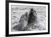 Young Antarctic Fur Seals (Arctocephalus Gazella) Mock Fighting in Grytviken Harbor, South Georgia-Michael Nolan-Framed Photographic Print