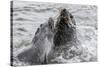 Young Antarctic Fur Seals (Arctocephalus Gazella) Mock Fighting in Grytviken Harbor, South Georgia-Michael Nolan-Stretched Canvas