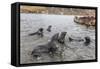 Young Antarctic Fur Seals (Arctocephalus Gazella) Mock Fighting in Grytviken Harbor, South Georgia-Michael Nolan-Framed Stretched Canvas