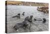 Young Antarctic Fur Seals (Arctocephalus Gazella) Mock Fighting in Grytviken Harbor, South Georgia-Michael Nolan-Stretched Canvas