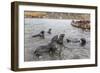 Young Antarctic Fur Seals (Arctocephalus Gazella) Mock Fighting in Grytviken Harbor, South Georgia-Michael Nolan-Framed Photographic Print