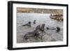 Young Antarctic Fur Seals (Arctocephalus Gazella) Mock Fighting in Grytviken Harbor, South Georgia-Michael Nolan-Framed Photographic Print