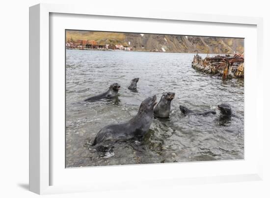 Young Antarctic Fur Seals (Arctocephalus Gazella) Mock Fighting in Grytviken Harbor, South Georgia-Michael Nolan-Framed Photographic Print