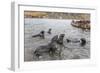 Young Antarctic Fur Seals (Arctocephalus Gazella) Mock Fighting in Grytviken Harbor, South Georgia-Michael Nolan-Framed Photographic Print