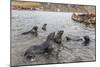 Young Antarctic Fur Seals (Arctocephalus Gazella) Mock Fighting in Grytviken Harbor, South Georgia-Michael Nolan-Mounted Photographic Print