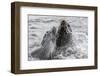 Young Antarctic Fur Seals (Arctocephalus Gazella) Mock Fighting in Grytviken Harbor, South Georgia-Michael Nolan-Framed Photographic Print