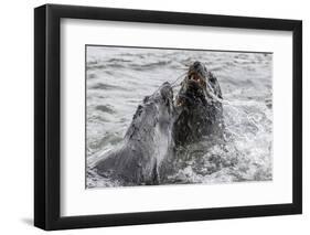 Young Antarctic Fur Seals (Arctocephalus Gazella) Mock Fighting in Grytviken Harbor, South Georgia-Michael Nolan-Framed Photographic Print