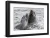 Young Antarctic Fur Seals (Arctocephalus Gazella) Mock Fighting in Grytviken Harbor, South Georgia-Michael Nolan-Framed Photographic Print