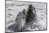 Young Antarctic Fur Seals (Arctocephalus Gazella) Mock Fighting in Grytviken Harbor, South Georgia-Michael Nolan-Mounted Photographic Print