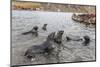 Young Antarctic Fur Seals (Arctocephalus Gazella) Mock Fighting in Grytviken Harbor, South Georgia-Michael Nolan-Mounted Photographic Print