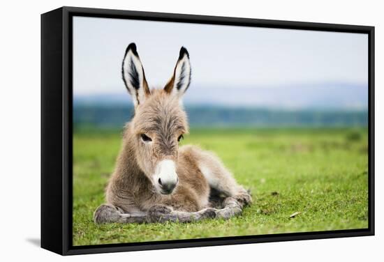 Young Baby Donkey-miskokordic-Framed Stretched Canvas