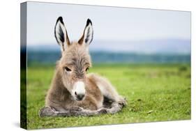 Young Baby Donkey-miskokordic-Stretched Canvas