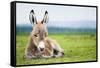 Young Baby Donkey-miskokordic-Framed Stretched Canvas