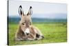 Young Baby Donkey-miskokordic-Stretched Canvas