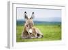 Young Baby Donkey-miskokordic-Framed Photographic Print