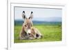 Young Baby Donkey-miskokordic-Framed Photographic Print