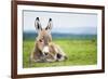 Young Baby Donkey-miskokordic-Framed Photographic Print