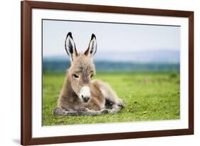 Young Baby Donkey-miskokordic-Framed Photographic Print
