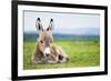 Young Baby Donkey-miskokordic-Framed Photographic Print