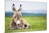 Young Baby Donkey-miskokordic-Mounted Photographic Print
