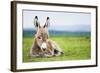 Young Baby Donkey-miskokordic-Framed Photographic Print