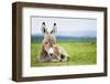 Young Baby Donkey-miskokordic-Framed Photographic Print