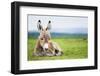 Young Baby Donkey-miskokordic-Framed Photographic Print