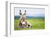 Young Baby Donkey-miskokordic-Framed Photographic Print